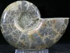 Polished Anapuzosia Ammonite Fossils #25204-1